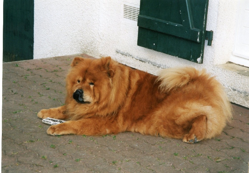 Iamarok (Sans Affixe)