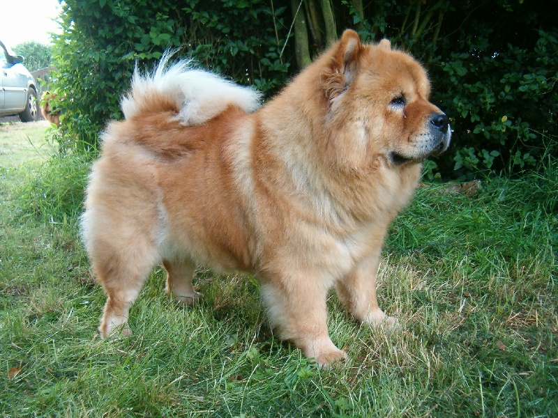 CH. du Paradis Slave Pusu
