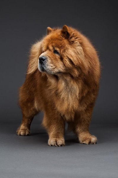 CH. Zeus bohemian hako