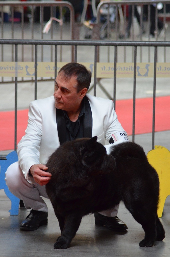 du Paradis Slave - NATIONALE ELEVAGE CHOW CHOW AMIENS