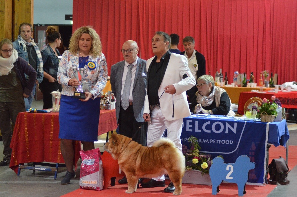 du Paradis Slave - NATIONALE ELEVAGE CHOW CHOW AMIENS