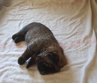 CHIOT