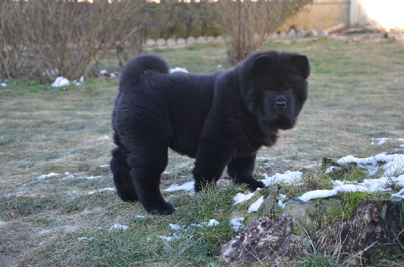 CHIOT